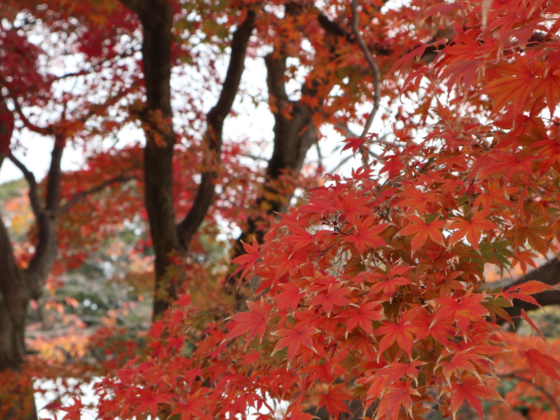 皇居乾通りの一般公開で紅葉を楽しんで来よう！！