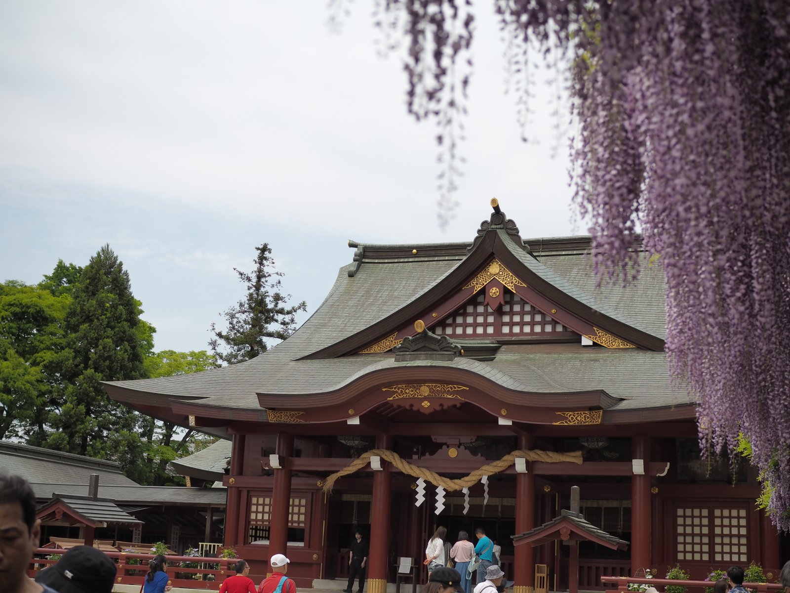 茨城 笠間 まさにいまが見頃 日本三大稲荷 笠間稲荷神社 で珍しい藤を愛でよう Playlife プレイライフ