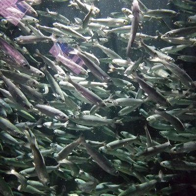 鶴岡市立加茂水族館