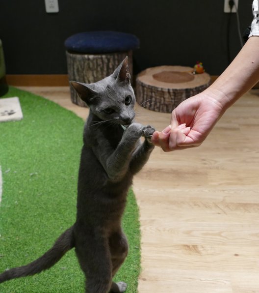 猫カフェ 猫喫茶 空陸家 広島本通店