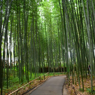 嵯峨野 竹林の道