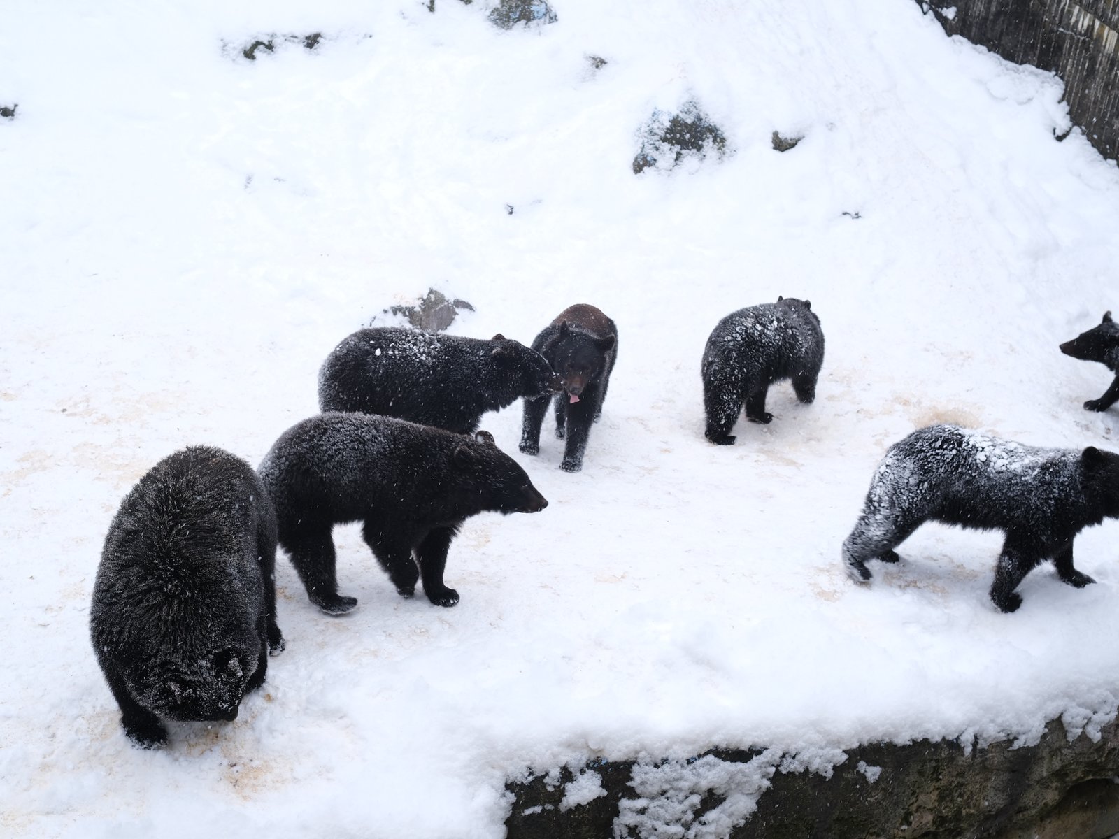 奥飛騨クマ牧場