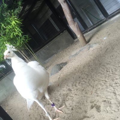 野毛山動物園