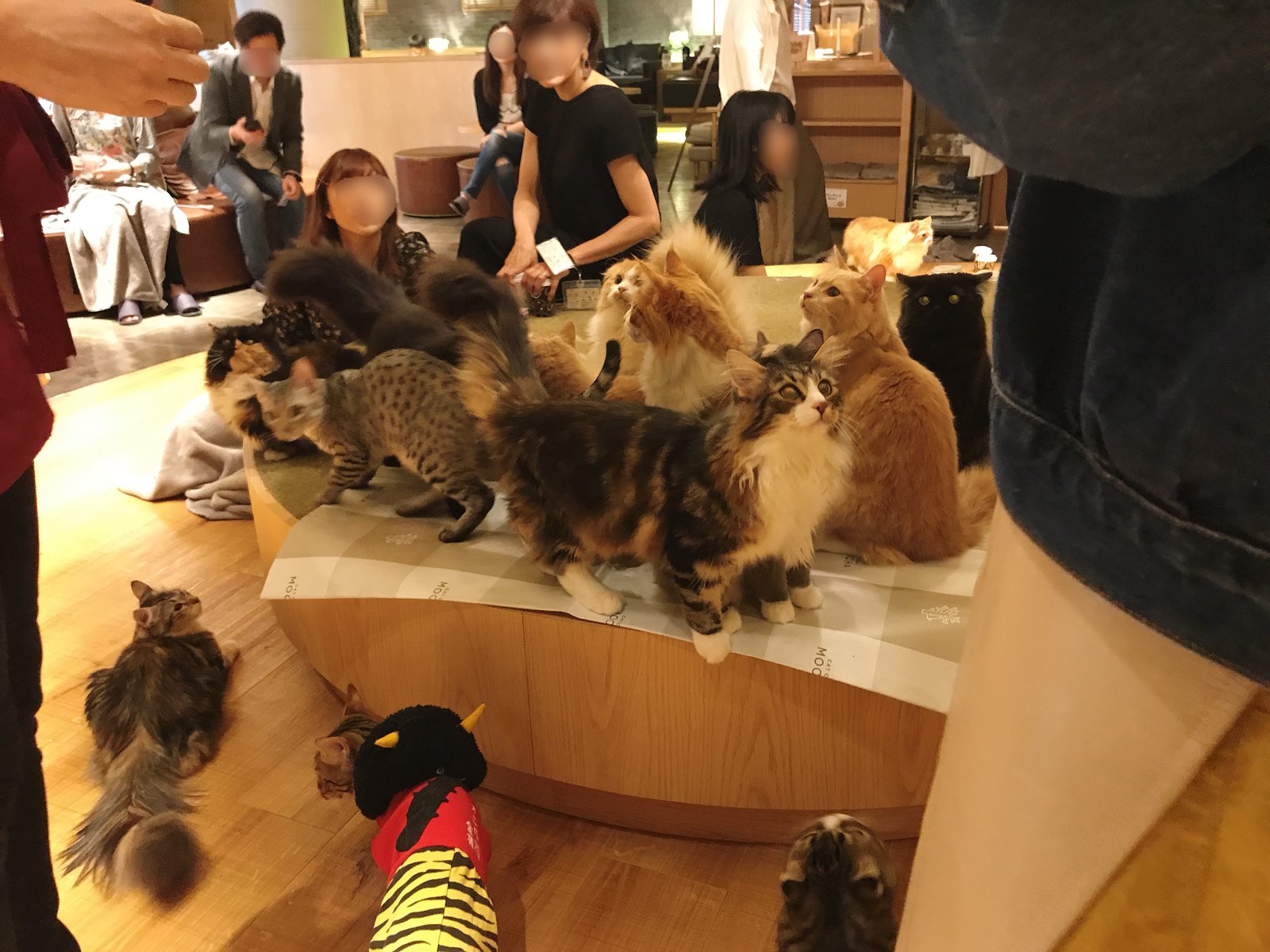 猫カフェMoCHA 新宿店