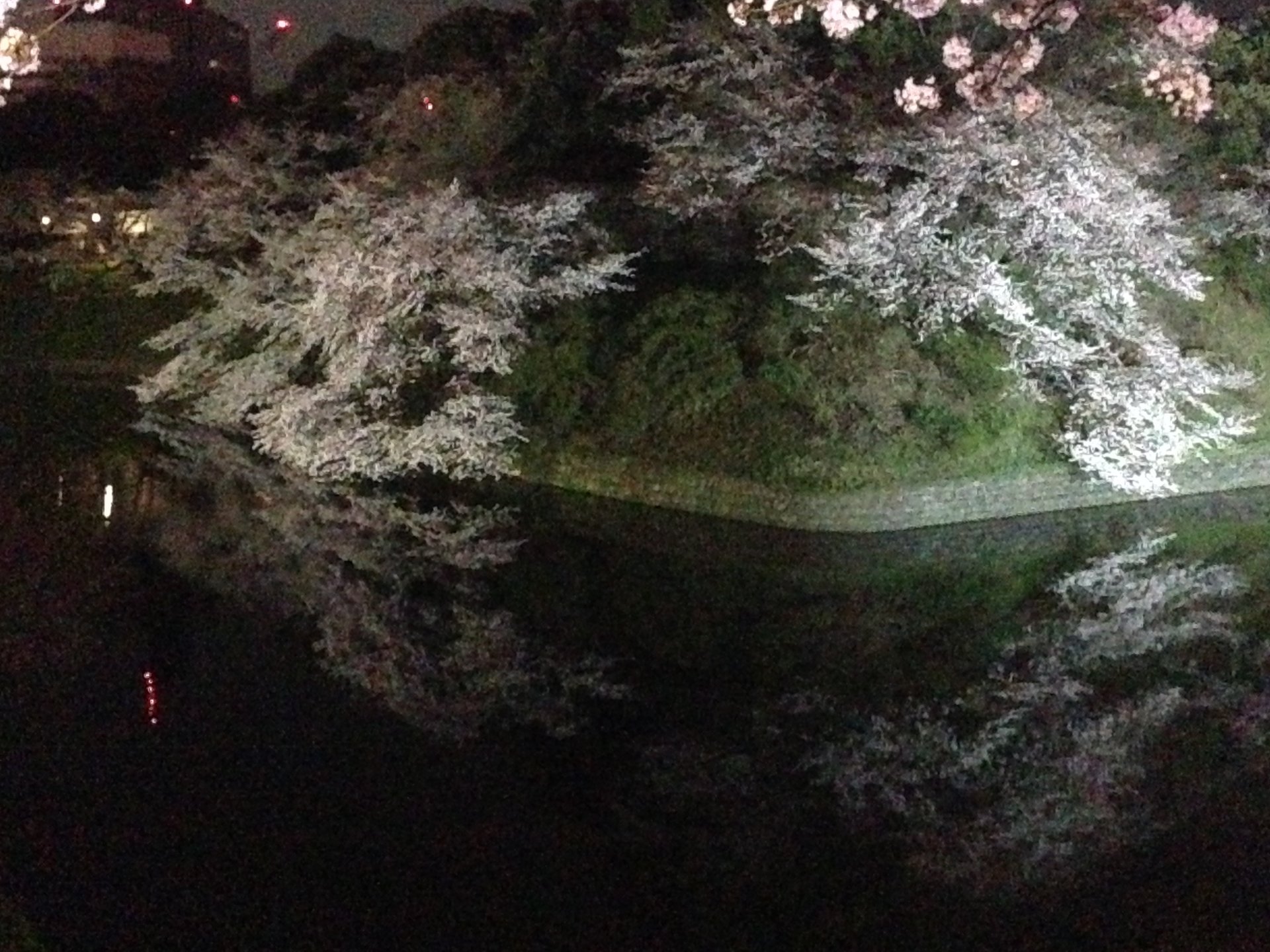 【なんと美しい東京の桜】東京の桜の名所３選を巡った後は尾張屋の絶品手打ちそばを食べよう！