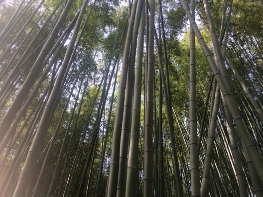 嵯峨野 竹林の道