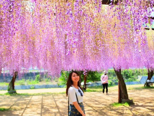 和気町藤公園