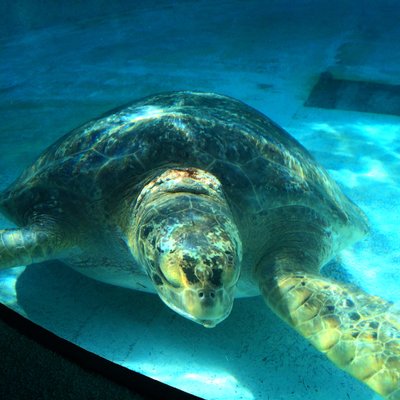 沖縄美ら海水族館