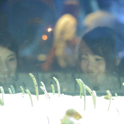 すみだ水族館