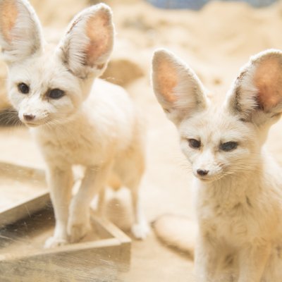 伊豆シャボテン動物公園