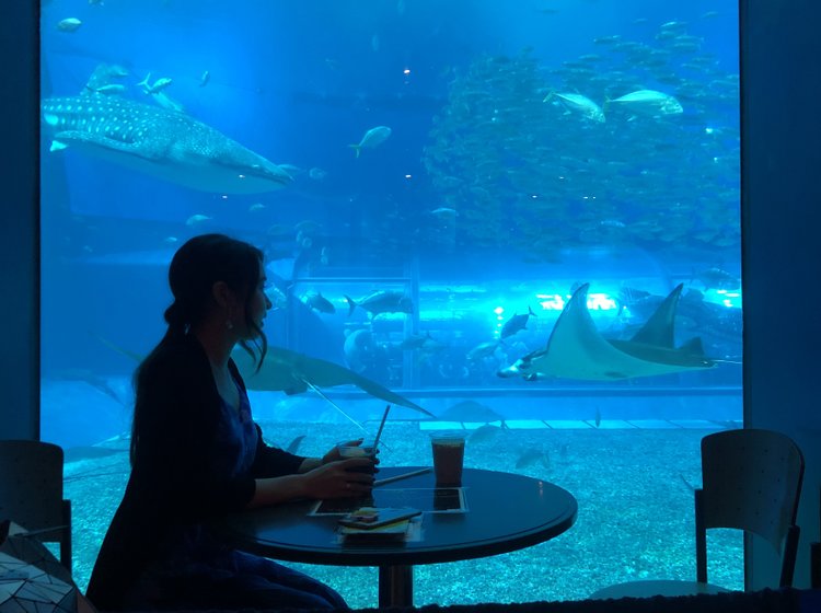 沖縄の水族館カフェ オーシャンブルー インスタ映え 美ら海水族館マル秘スポット Playlife プレイライフ
