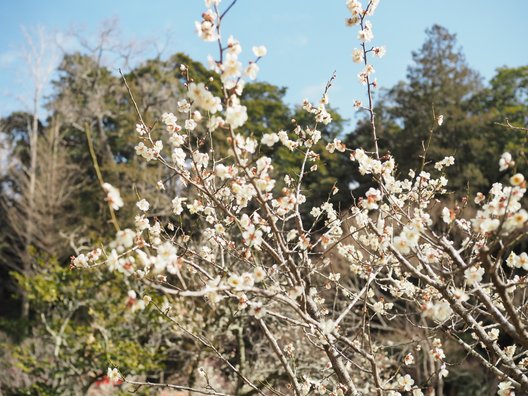 成田山公園内梅林