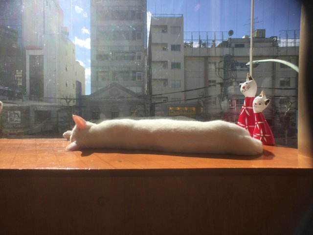 東京のおすすめ猫カフェ まさに天国 可愛すぎる猫たちに囲まれよう Playlife プレイライフ