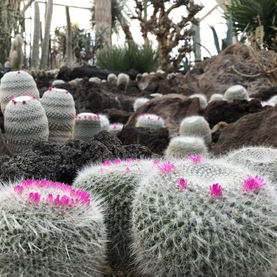 伊豆シャボテン動物公園