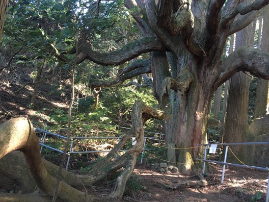 高森殿の杉