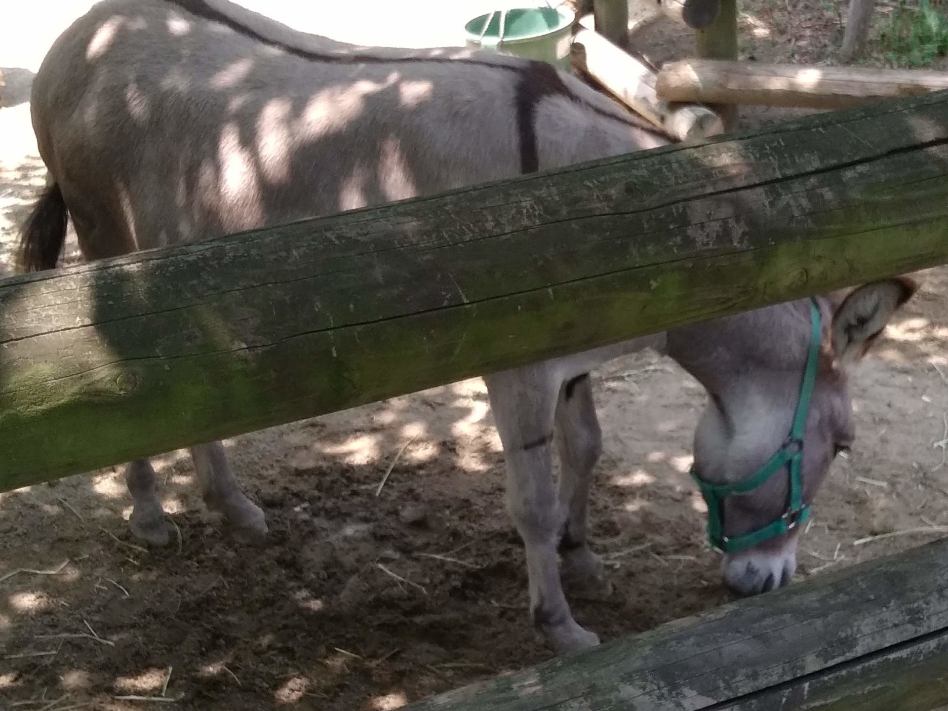 到津の森公園