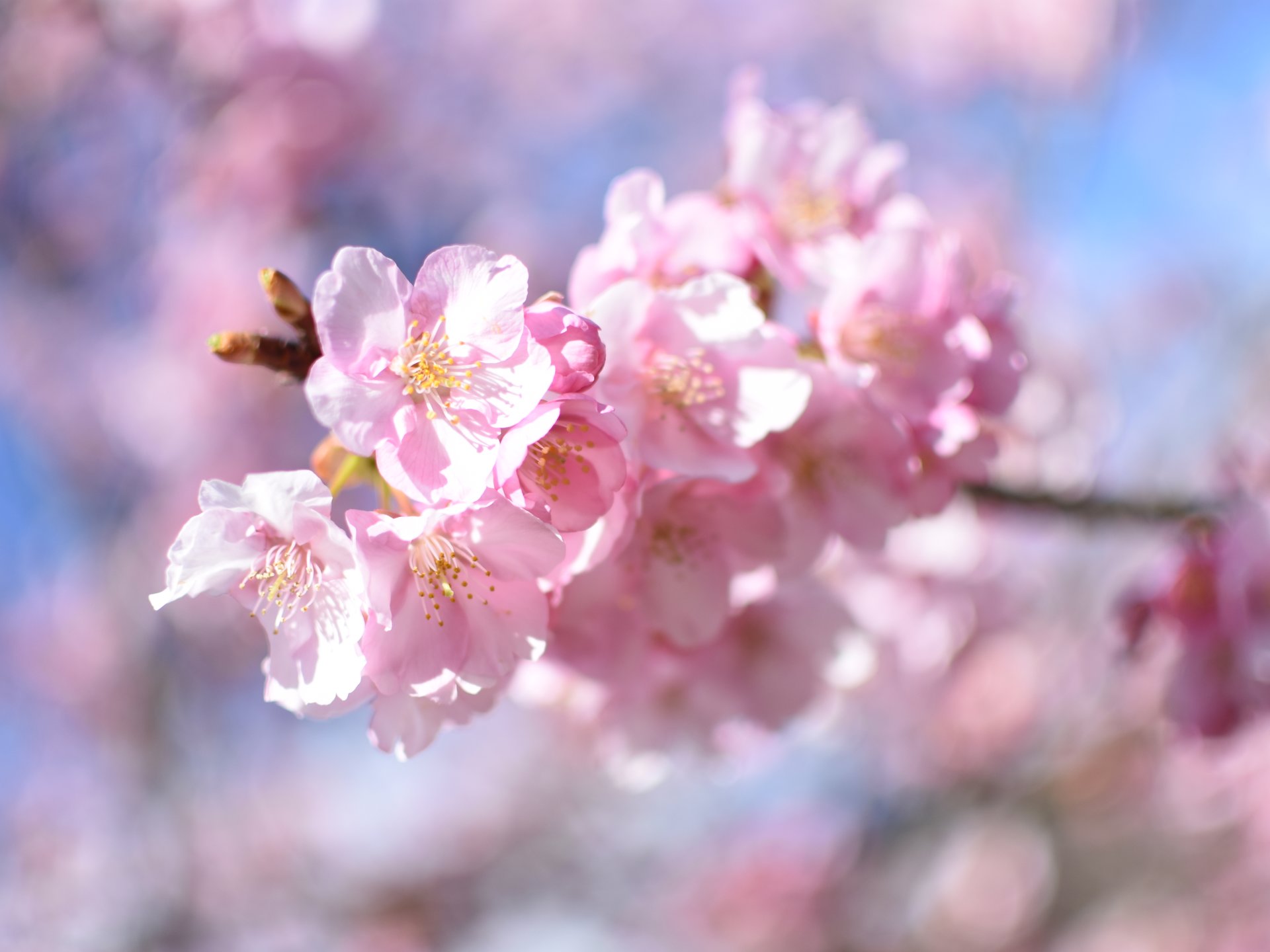 【静岡・伊豆河津桜まつり】寒いのに春の桜。そんな不思議空間を旅してみませんか？