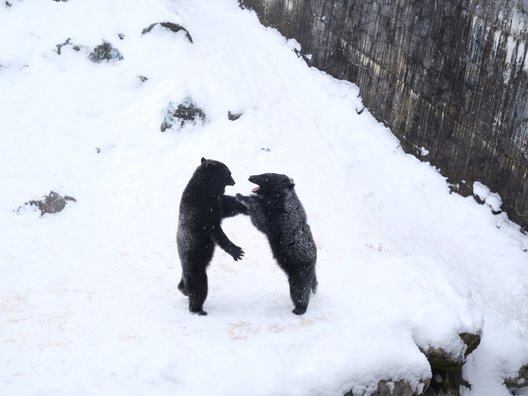 奥飛騨クマ牧場