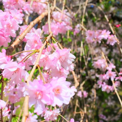 須磨離宮公園