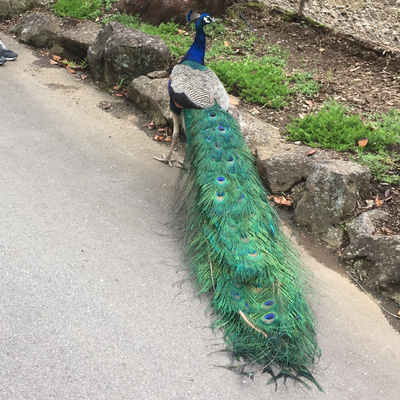 伊豆シャボテン動物公園