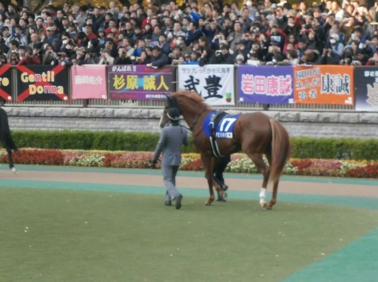 場 東京 レース 競馬