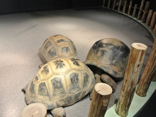 京都水族館