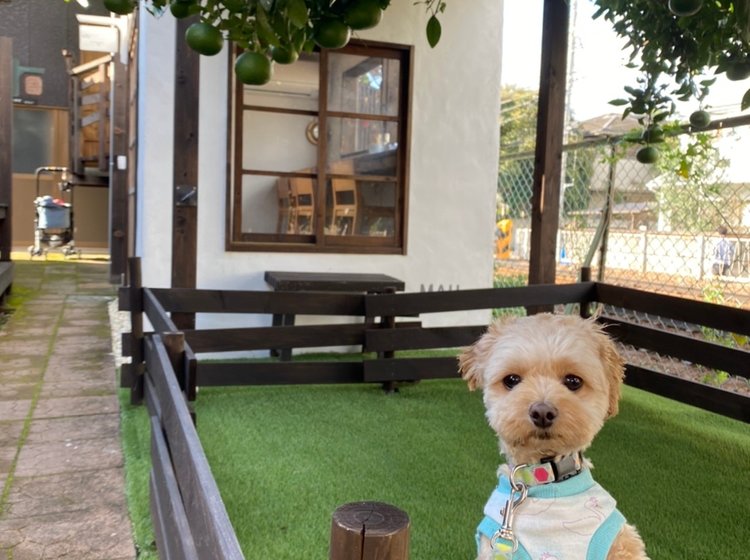 千葉県市川市の愛犬と一緒に行ける古民家カフェ ツリーハウスや個室でゆったりランチを Playlife プレイライフ
