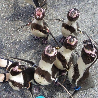 長崎ペンギン水族館