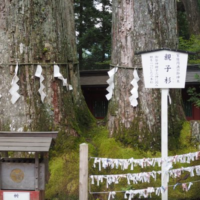 日光二荒山神社の御神木