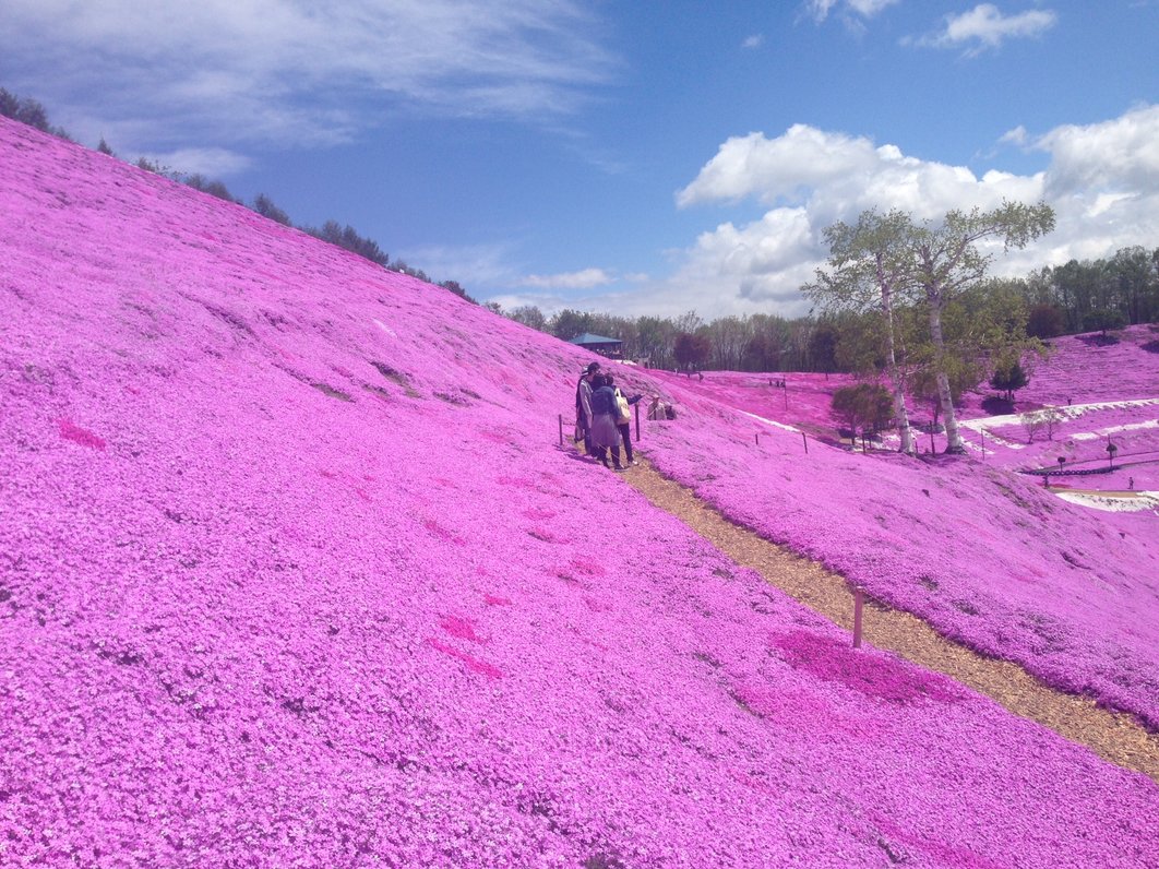 東藻琴芝桜公園キャンプ場