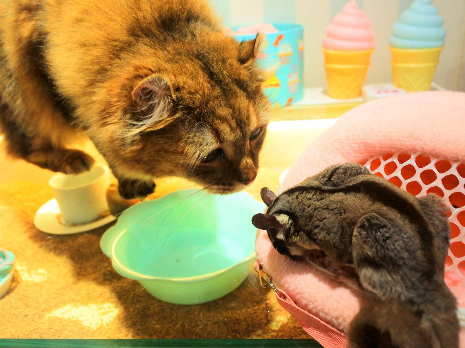 堀江デートにおすすめ！夢かわいい空間で動物たちと触れ合える室内動物園が今キテる！