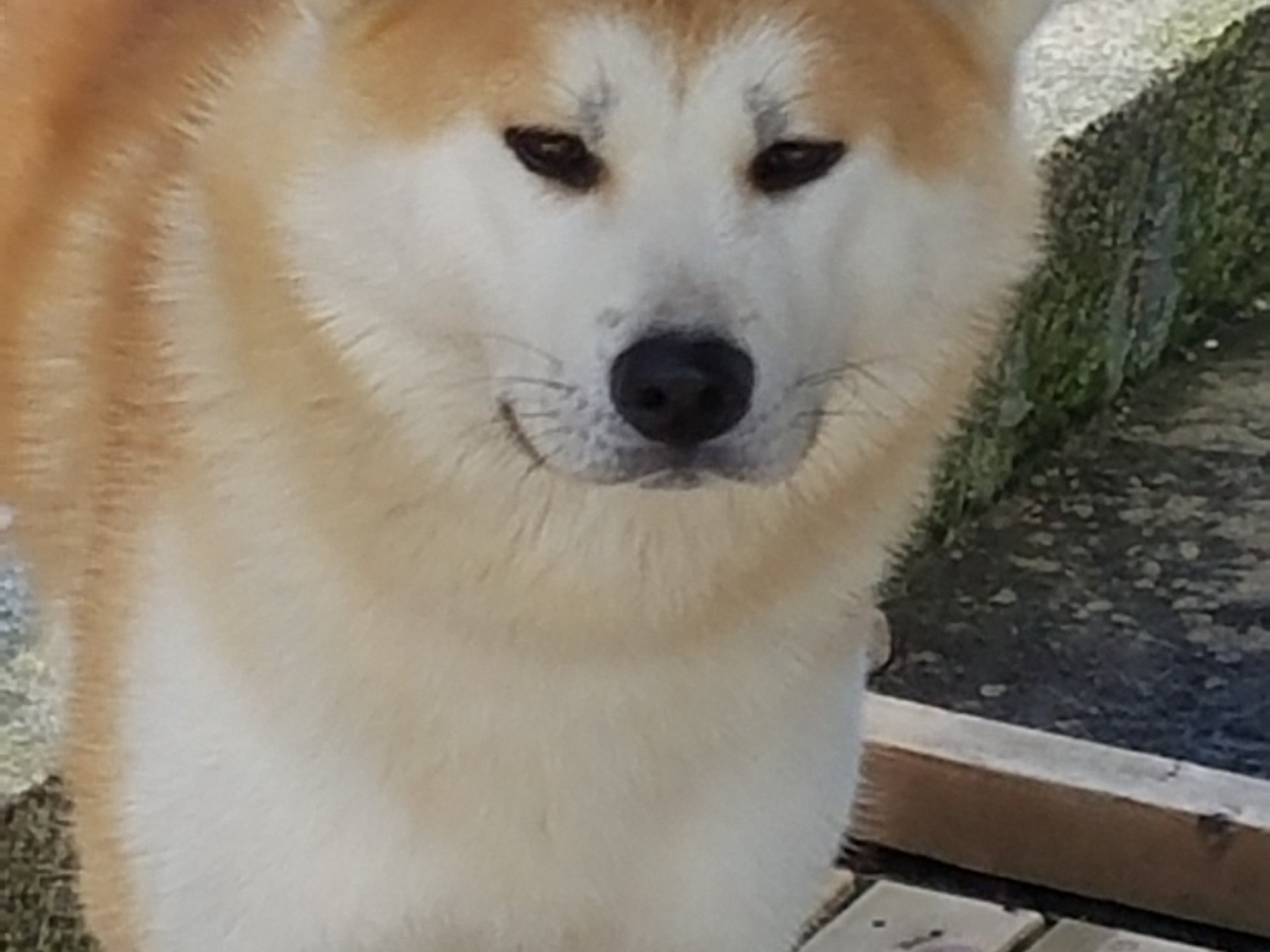 秋田犬会館