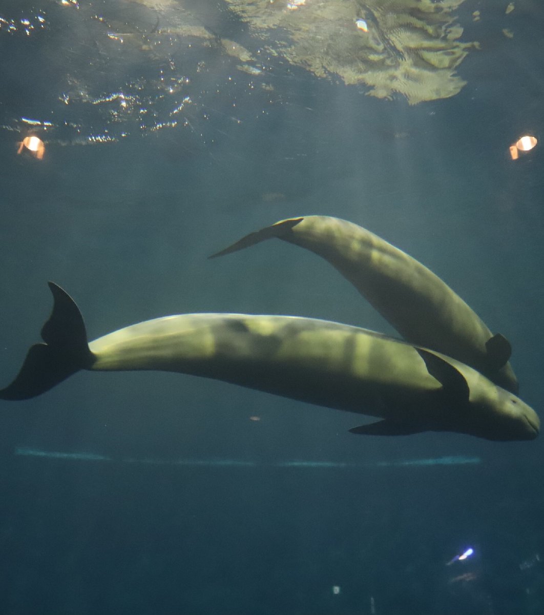 鳥羽水族館