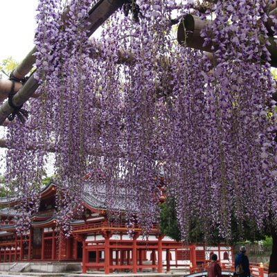 平等院