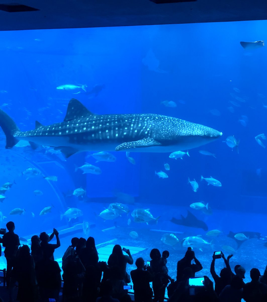 沖縄美ら海水族館