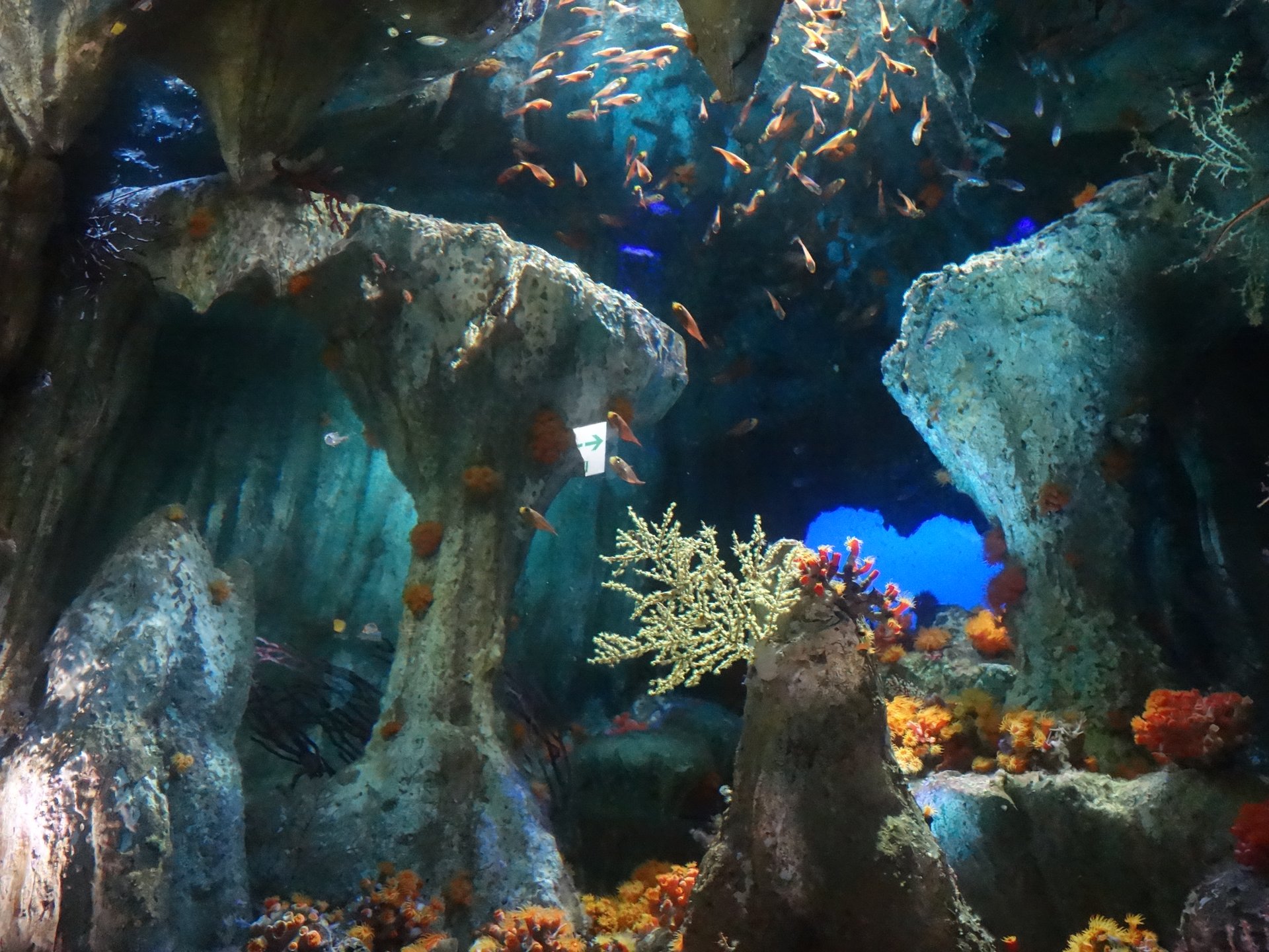 池袋のサンシャイン水族館は、都心のフォトジェニックオアシス♡周辺情報までご紹介