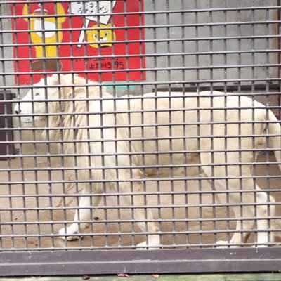 宇都宮動物園