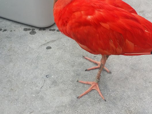 掛川花鳥園