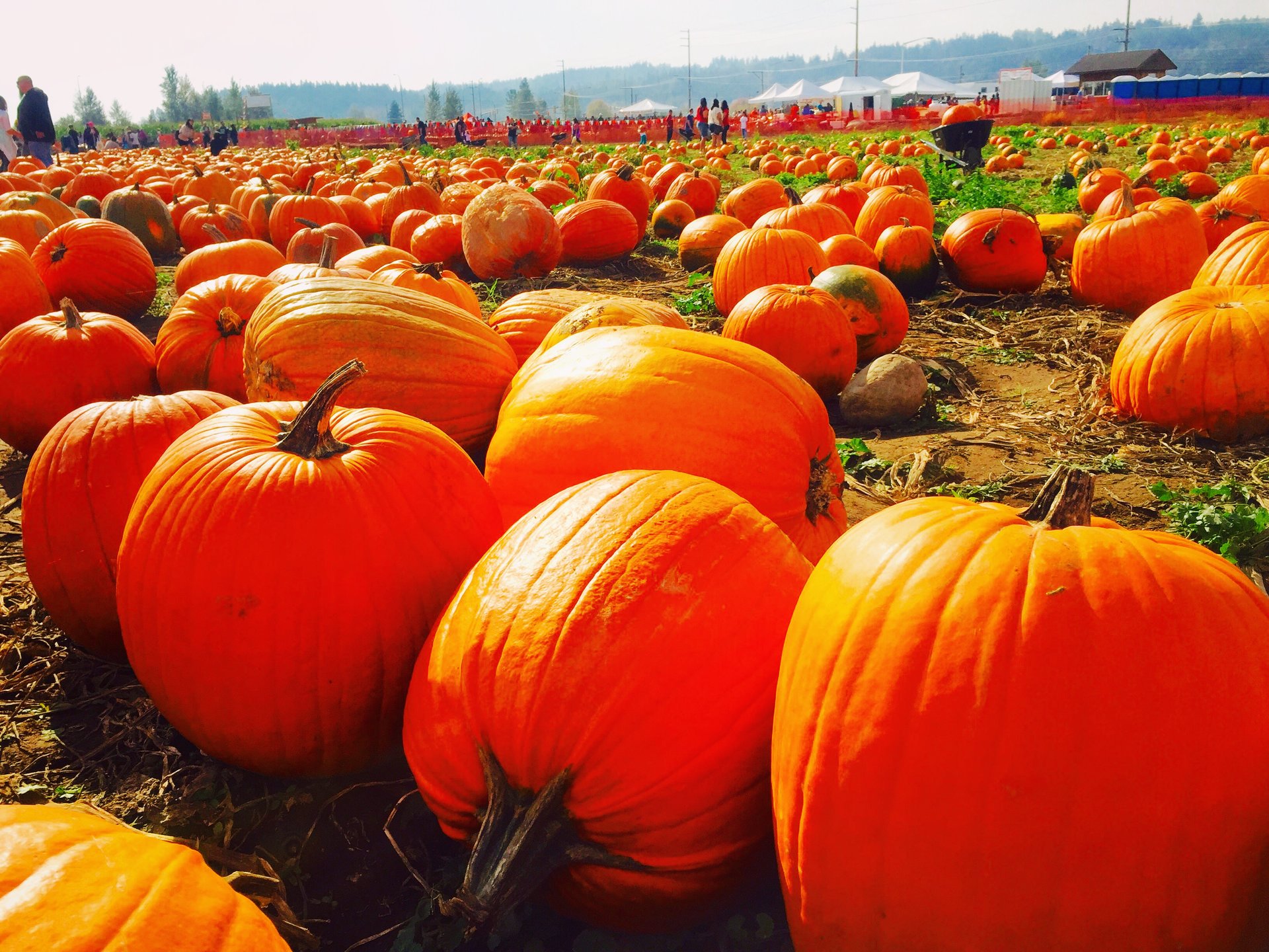 アメリカのハロウィンといえばPumpkin Patch！多くの人がハロウィン前に訪れるその魅力とは？