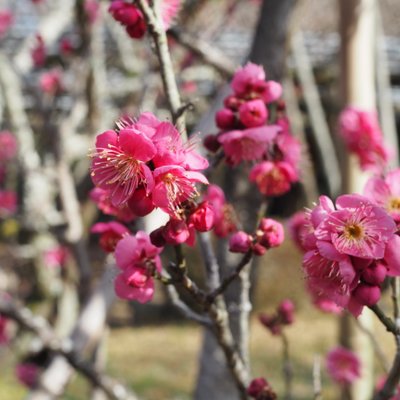 成田山公園内梅林