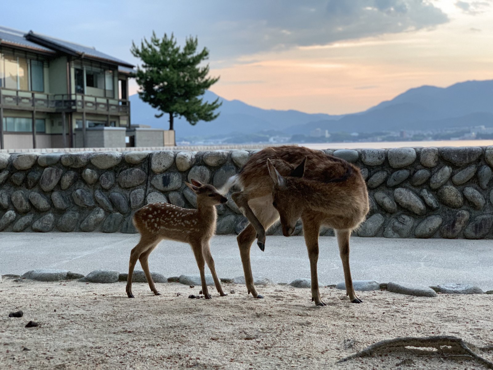 宮島の子鹿にキュン死 かわいさがいっぱい 広島旅行まったり満喫プラン Playlife プレイライフ