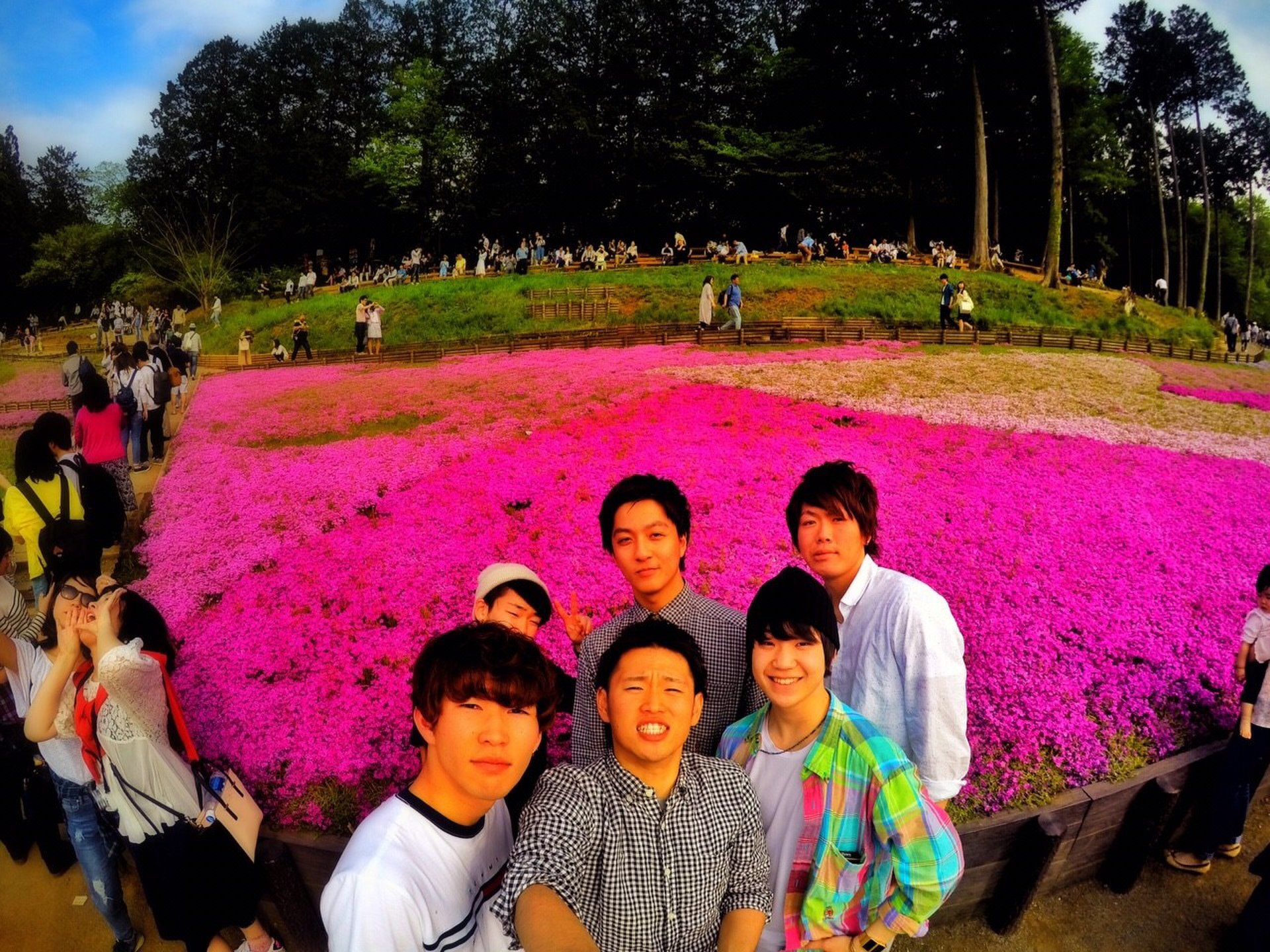 人気アニメ「あの花」聖地巡礼！一面に広がるピンク色の芝桜を見に行こう！