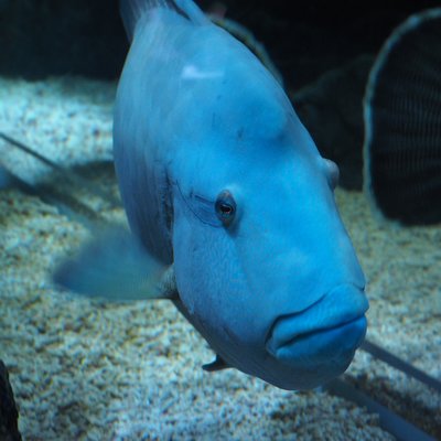 すみだ水族館