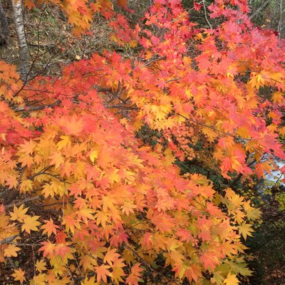 恵庭渓谷(ラルマナイ自然公園)