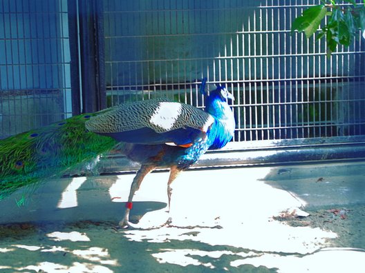 野毛山動物園