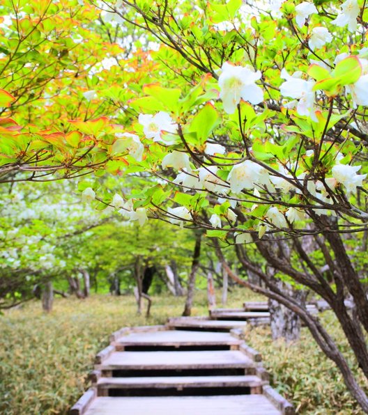 大台ケ原(日出ヶ岳)