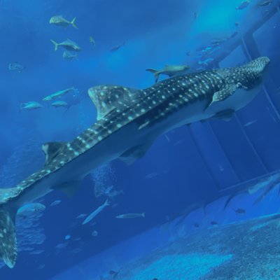 沖縄美ら海水族館