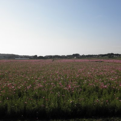 益子町 コスモス畑