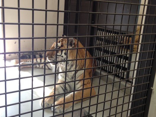 野毛山動物園