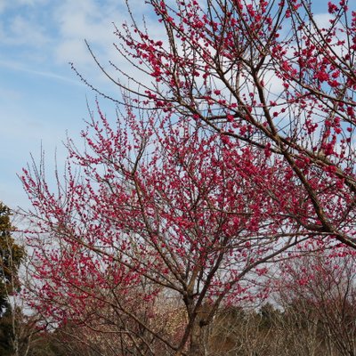 修善寺自然公園